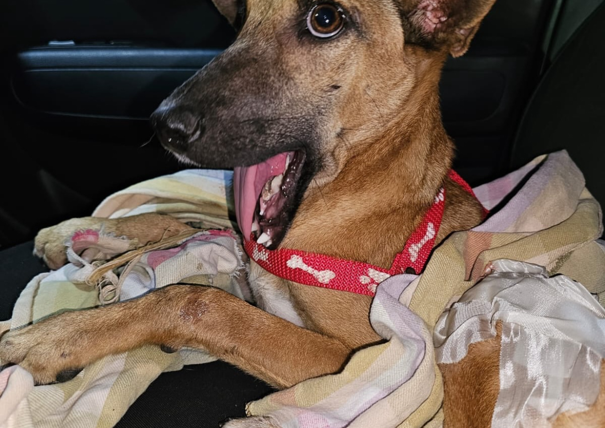 Cãopanhia Baltazar 1