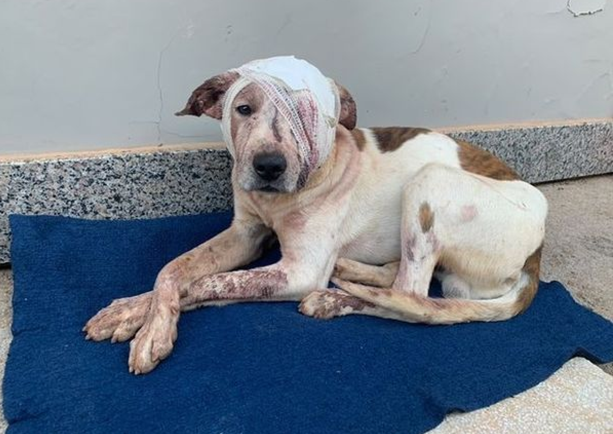 Cãopanhia Baltazar 3